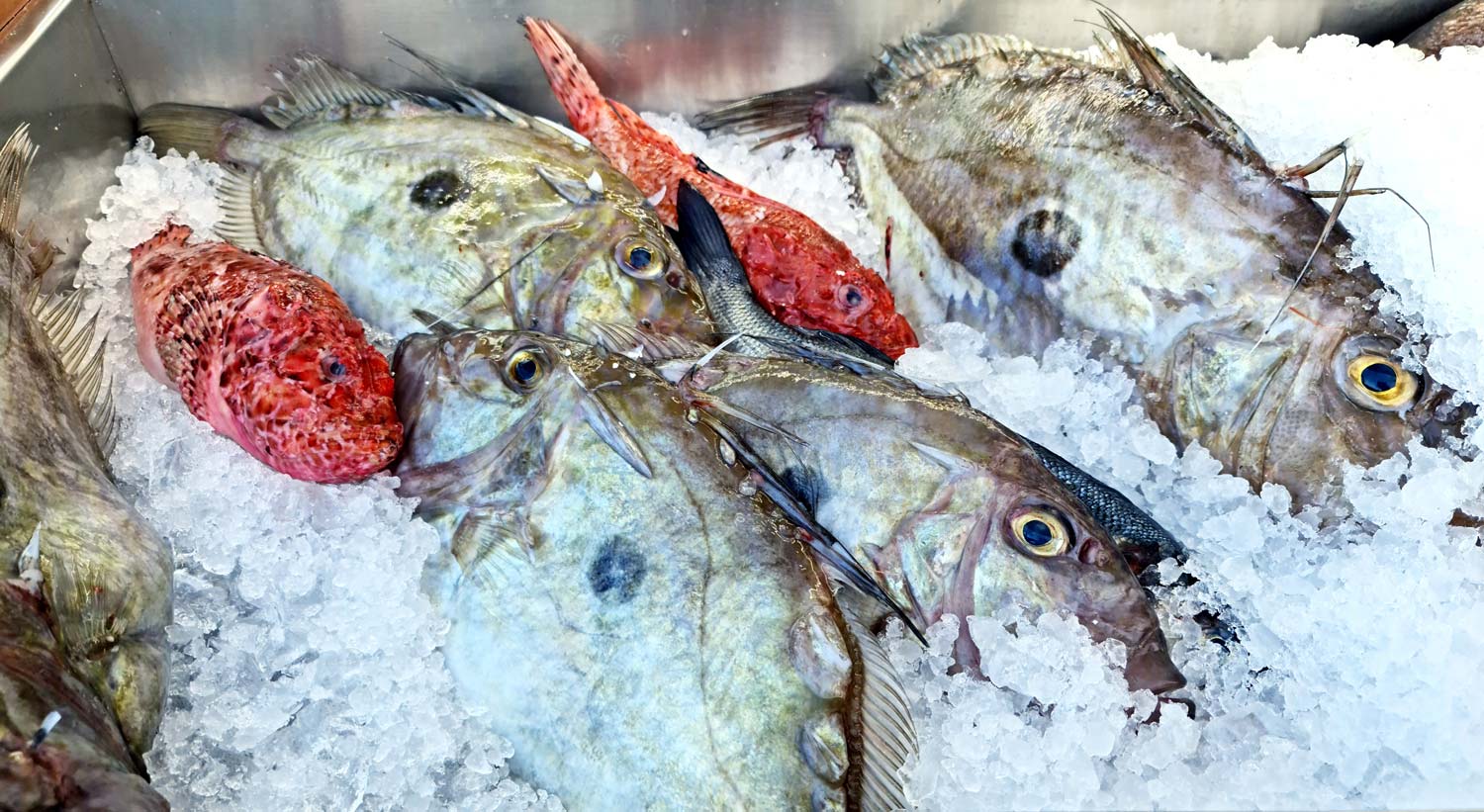 Popular Types of Fish
