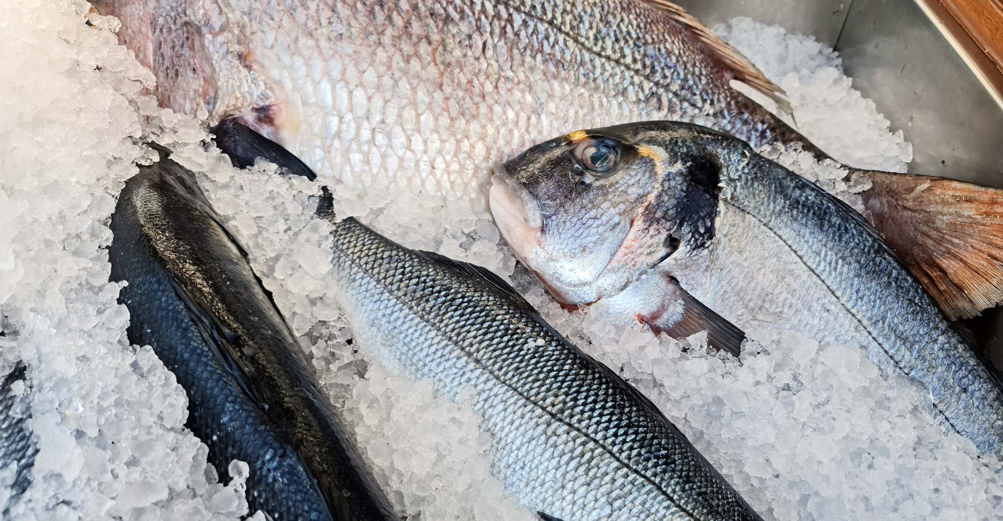 Best Fish for a Firm, Meaty Texture